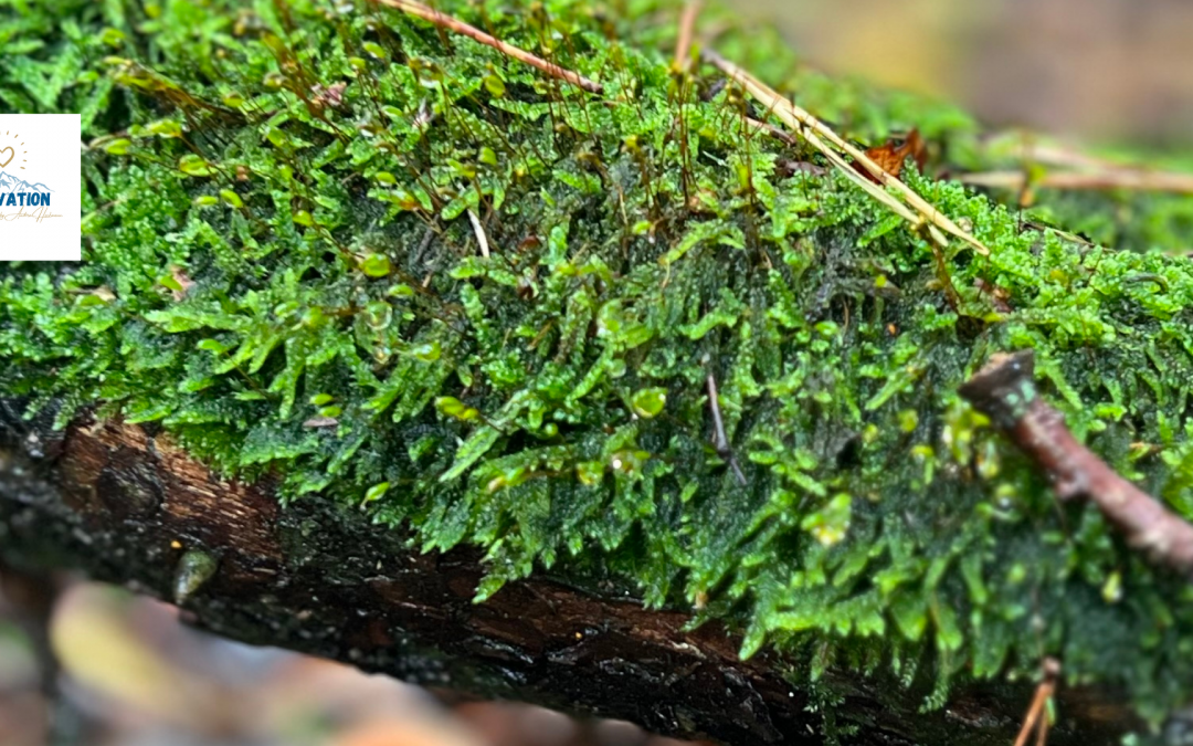 Waldbaden – Shinrin Yoku: Warum nichts tun heute radikal ist